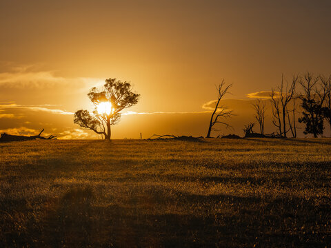 View of a golden sunset over a grassy field with silhouetted trees in the rural landscape of Cranbrook, Western Australia, Australia.