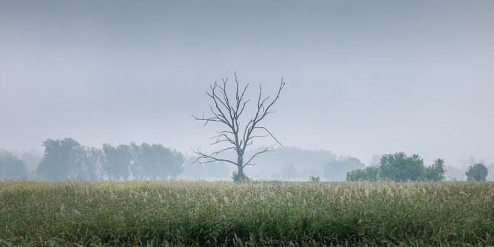 View of a lonely tree standing in a field of tall grass under a thick morning fog in Poland.