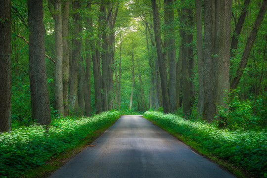 View of a paved road winding through the dense, lush green forest of Kampinos National Park, lined with vibrant white wildflowers under a canopy of tall trees in Poland.