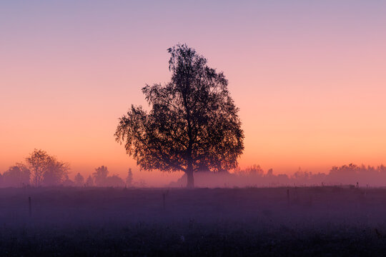 View of a solitary tree standing in a misty field during a vibrant sunrise with soft purple and orange hues in the sky in Wodzilki, Podlaskie Voivodeship, Poland.