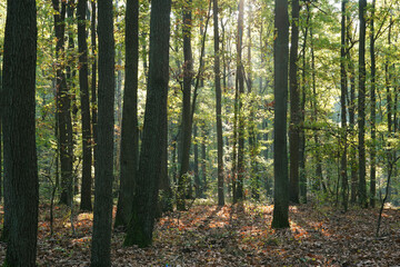 Fototapeta premium Sunlight filtering through a mature deciduous forest in early autumn
