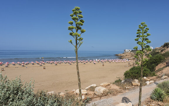 View of a sandy beach with rows of red and white umbrellas along the blue Atlantic Ocean, framed by tall agave plants in the foreground in Taghazout, Souss-Massa, Morocco.
