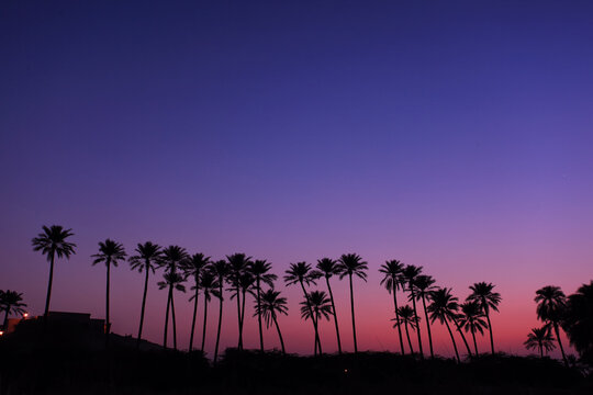 View of a row of palm trees silhouetted against a vibrant purple and pink sunset sky in Sukkur, Sindh, Pakistan.
