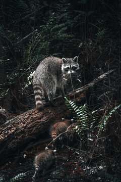View of a mother raccoon with two kits walking on a fallen log in a swampy forest environment in Tampa, Florida, United States.