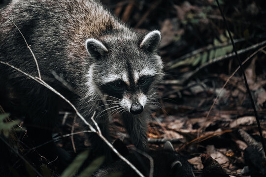 View of a raccoon foraging in the forest undergrowth with dry leaves and twigs in Tampa, Florida, United States.