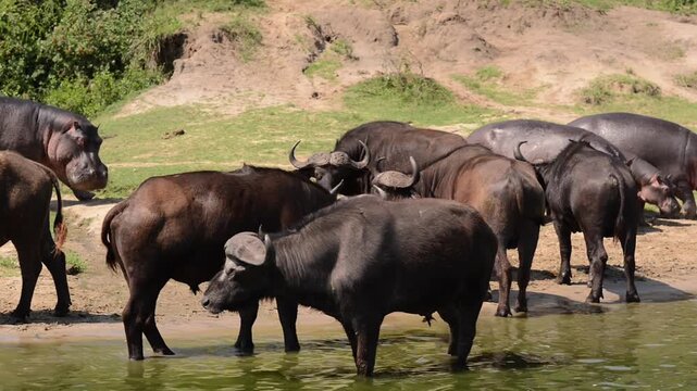 View of African buffaloes standing in the water, Africa.
