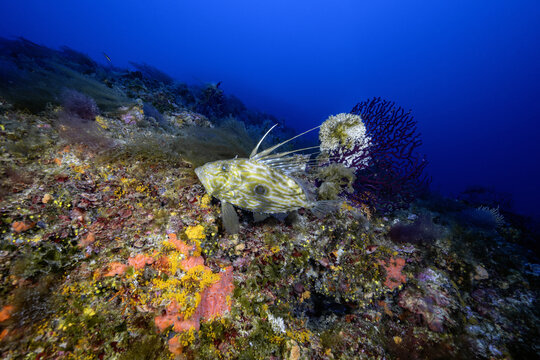 View of a John Dory fish swimming near a colorful coral reef with sponges and sea fans in the underwater environment of Telascica Nature Park, Sali, Zadar County, Croatia.