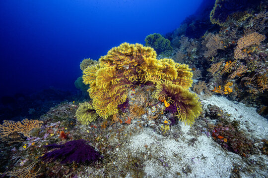 View of vibrant yellow and purple gorgonian sea fans growing on a rocky seabed in the clear blue waters of Telascica Nature Park Sali, Zadar County, Croatia.