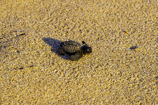 View of a newly hatched baby sea turtle crawling across the golden sand of a beach in Todos Santos, Baja California Sur, Mexico.