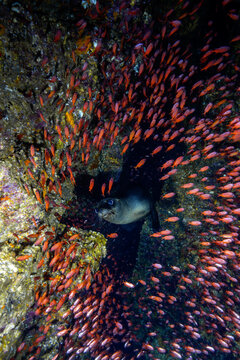 View of a sea lion swimming among a dense school of small red fish near the rocky underwater walls of Los Islotes, Baja California Sur, Mexico.