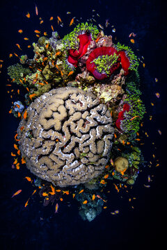 View of a vibrant coral reef with brain coral and colorful sea anemones surrounded by a school of small orange anthias fish in the Red Sea, Saudi Arabia.