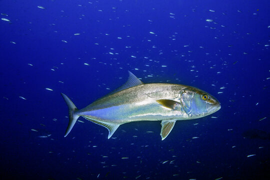 View of a Greater Amberjack swimming in the deep blue waters of the Mediterranean Sea near the Medes Islands, Girona, Catalonia, Spain.