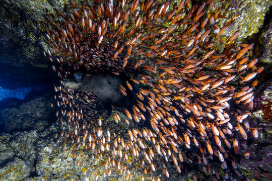 View of a sea lion swimming through a dense school of small orange fish near the rocky underwater formations of Los Islotes in Baja California Sur, Mexico.