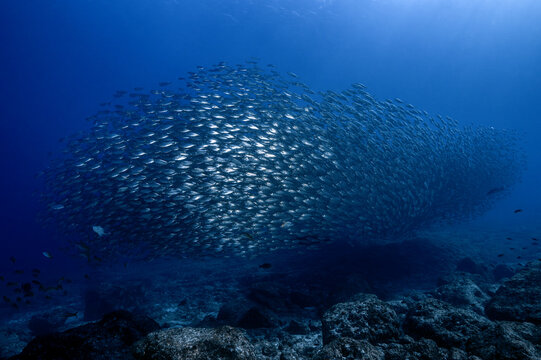 View of a large school of fish swimming over the rocky seabed at Los Islotes, Baja California Sur, Mexico.