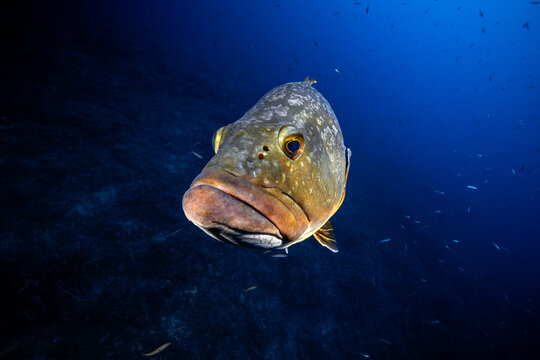 View of a dusky grouper swimming in the deep blue waters of the Mediterranean Sea near the Medes Islands, Girona, Catalonia, Spain.
