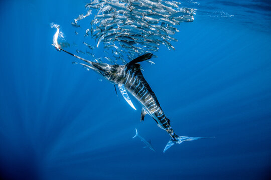 View of a striped marlin hunting a bait ball of sardines in the deep blue waters of Magdalena Bay, Mexico.