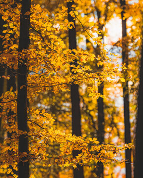View of vibrant yellow autumn leaves on tree branches in a dense forest with sunlight filtering through the canopy in Wiezyca, Pomeranian Voivodeshi, Poland.