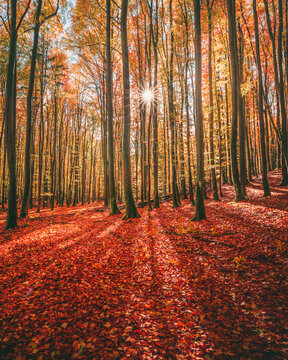 View of a sunlit autumn forest with tall trees and a thick carpet of vibrant red fallen leaves in Wiezyca, Pomeranian Voivodeship, Poland.