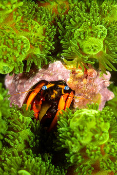 View of a hermit crab with bright orange claws and blue eyes peeking from its shell, nestled within vibrant green coral at Gato Island, Philippines.