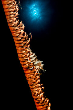 View of a commensal shrimp resting on a whip coral at Gato Island, Philippines.