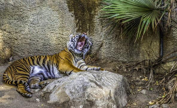 View of a tiger laying on a rock and yawning with its mouth wide open near a palm leaf in Los Angeles, California, United States.