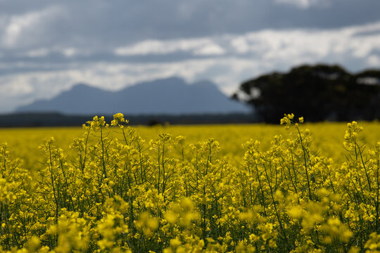 View of vibrant yellow canola flowers in full bloom with the rugged peaks of the mountains in the background in Stirling Range National Park, Western Australia, Australia.