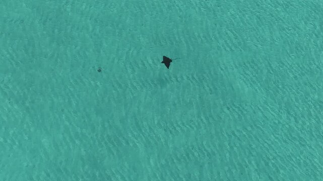 Aerial view of an eagle ray swimming in the clear turquoise water of the Indian Ocean near Vashafaru, Haa Alif Atoll, Maldives.