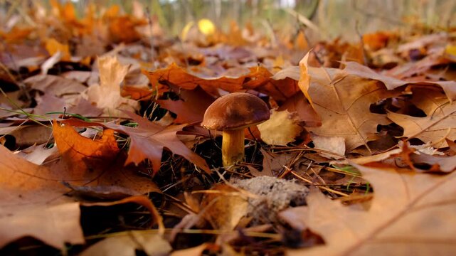 Mushroom picking in the forest. Selective focus.