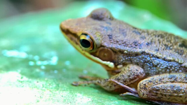 Close Up of a Brown Frog Sitting on a Mossy Green Stone in Nature