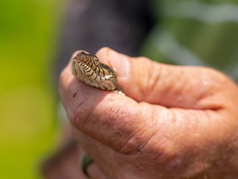Close-up of a captured water snake head held in human fingers with a snake bite and blood.