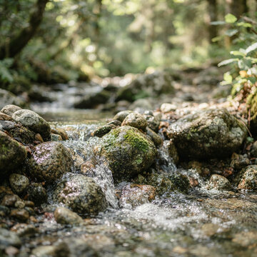 Shallow rocky stream flowing through a lush forest in filtered sunlight