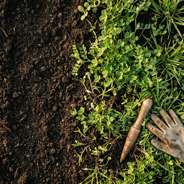 Overhead view of bare soil meeting a green cover crop with a dibber and glove