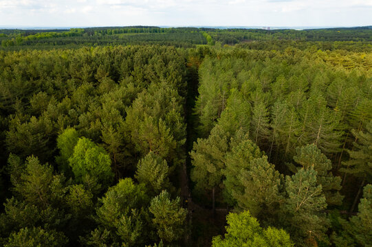 Aerial view of Cannock Chase Forest, showing dense coniferous woodland, a narrow path through the trees, and lush foliage in Staffordshire, England, United Kingdom.