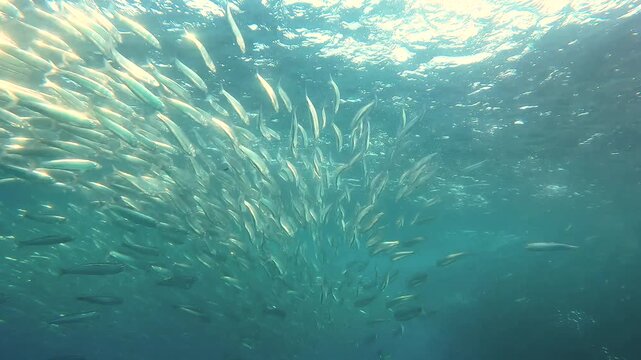 Close-up underwater footage of thousands of sardines swimming tightly together in a bait ball during the annual Sardine Run off the Wild Coast of South Africa. Small baitfish move rapidly past the cam