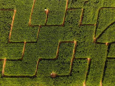 Aerial view of a complex corn maze with intricate pathways cut through lush green crops in Baden-Wurttemberg, Germany.
