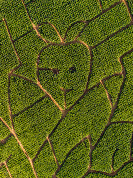 Aerial view of a large crop maze carved into a green field with intricate patterns and pathways.