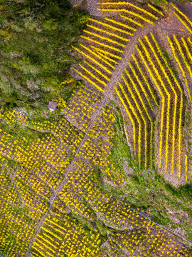 Aerial view of terraced vineyards with vibrant yellow autumn foliage on steep hillsides in Rhineland-Palatinate, Germany.