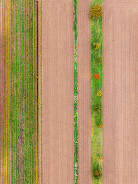 Aerial view of agricultural fields with rows of crops and a line of trees in autumn colors in Rhineland-Palatinate, Germany.