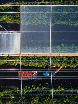 Aerial view of a worker harvesting fresh raspberries in a greenhouse in Rhineland-Palatinate, Germany.
