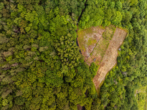 Aerial view of a dense forest canopy interrupted by a cleared patch of vineyard rows in Rhineland-Palatinate, Germany.