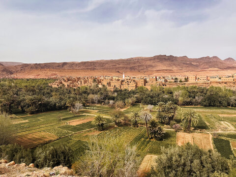 View of the historic ksar and lush palm oasis surrounded by arid mountains under a clear sky in Ouarzazate, Draa-Tafilalet, Morocco.