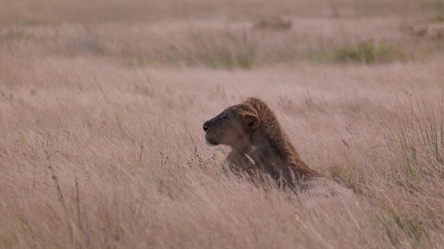 Young male african lion resting in the tall grass of the savanna