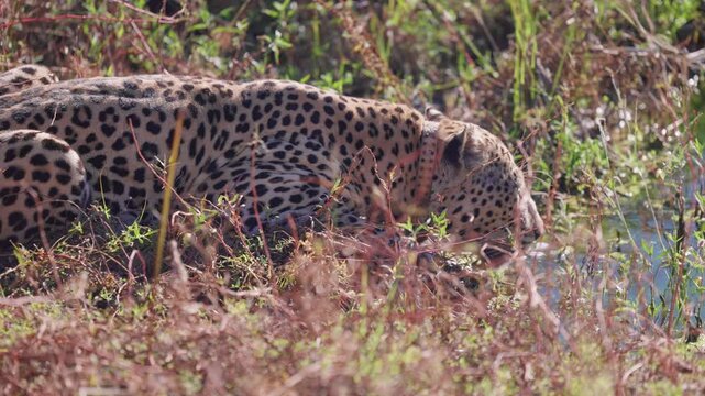 Wild leopard with tracking collar drinking water