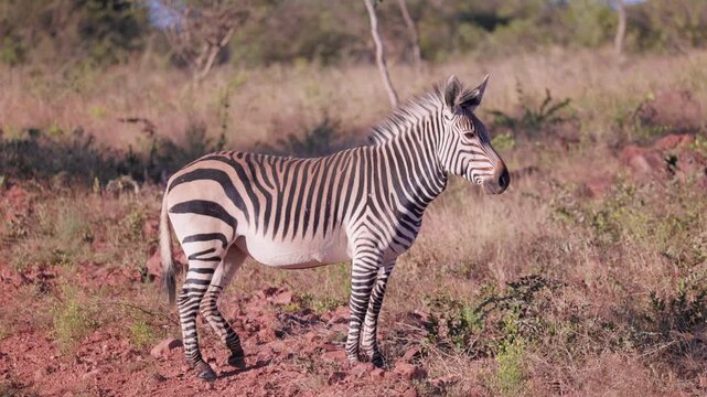 Mountain zebra standing in the african savanna