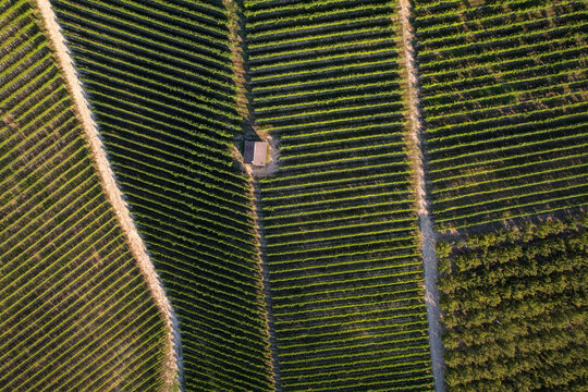 Aerial view of vineyards with a small stone building nestled between geometric rows of vines in Serralunga d'Alba, Piemonte, Italy.