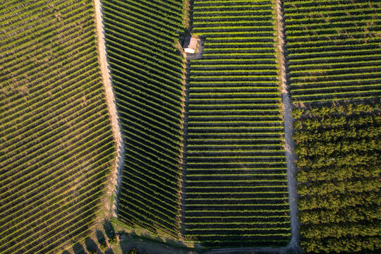 Aerial view of lush green vineyards with neatly aligned rows of vines, a small stone building, and dirt paths under warm sunlight in Serralunga d'Alba, Piemonte, Italy.