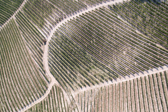 Aerial view of lush green vineyards with neat rows of grapevines stretching across the rolling hills of the Piedmont region in Barbaresco, Piedmont, Italy.