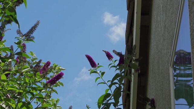 Butterfly bush blooming against a clear blue sky next to a residential home