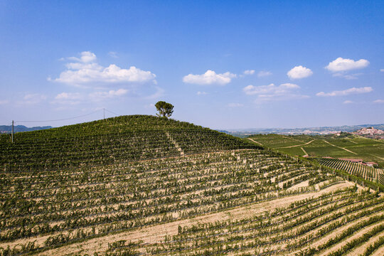 Aerial view of the lush vineyards of Verduno, featuring a solitary tree atop a rolling hill under a clear blue sky in Verduno, Piedmont, Italy.