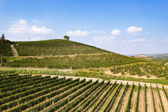 Aerial view of the lush green vineyards of Verduno covering the rolling hills under a clear blue sky in Verduno, Piedmont, Italy.
